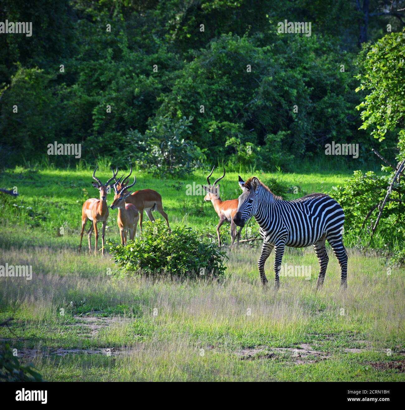 Zebra dans le parc national de Luangwa Sud, Zambie Banque D'Images Zebra dans le parc national de Luangwa Sud, Zambie Banque D'Images