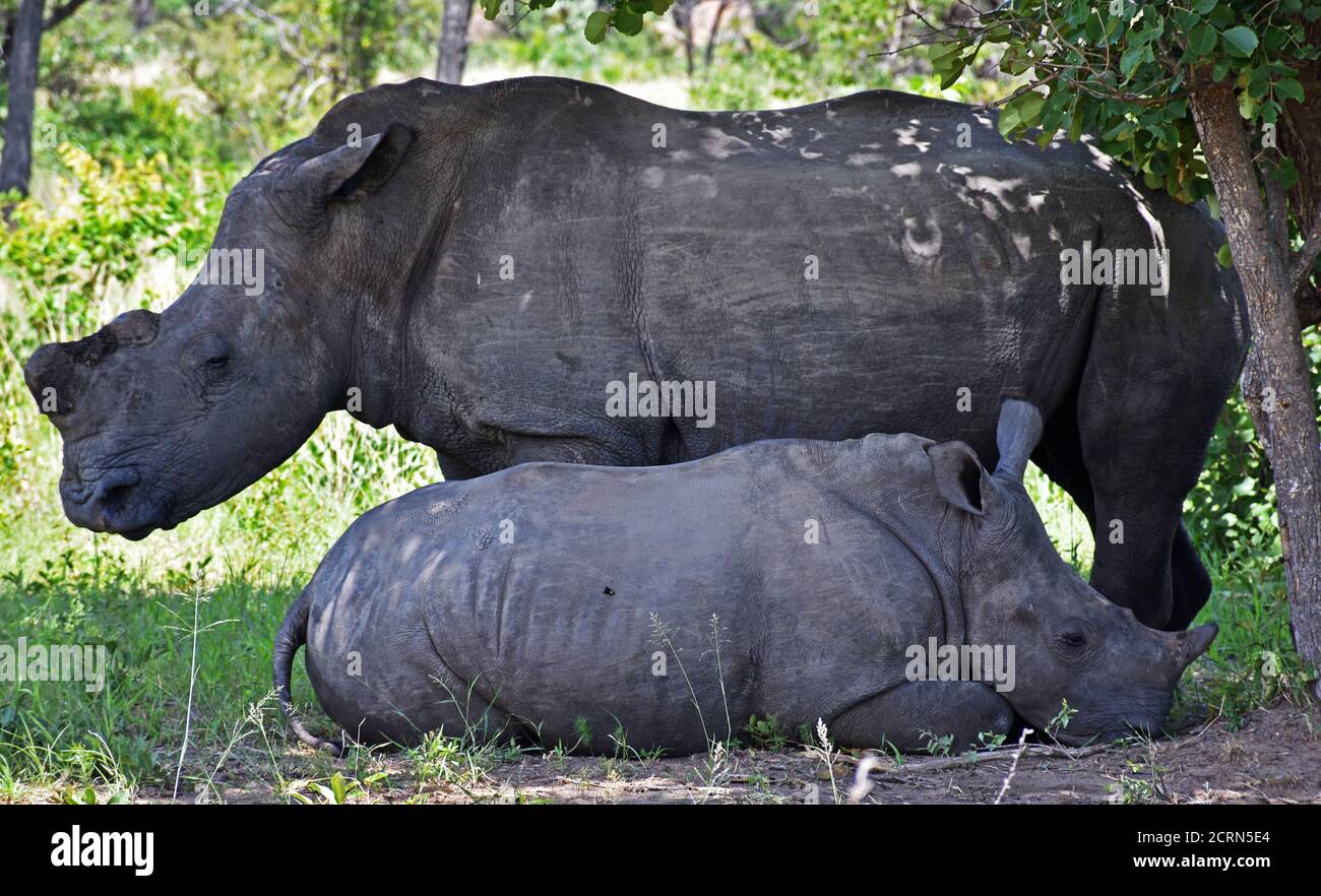 White Rhino's au parc national de Matopos au Zimbabwe Banque D'Images