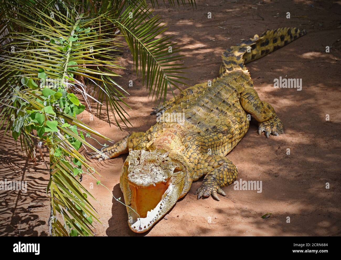 Crocodile aux chutes Victoria Banque D'Images