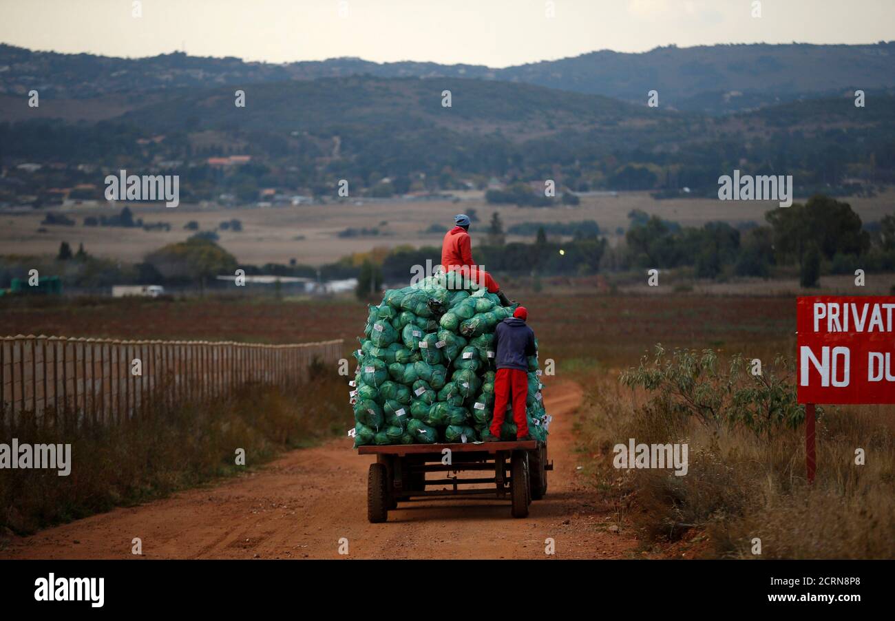 Les ouvriers agricoles récoltent des choux dans une ferme d'Eikenhof, près de Johannesburg, en Afrique du Sud, le 21 mai 2018. REUTERS/Siphiwe Sibeko Banque D'Images