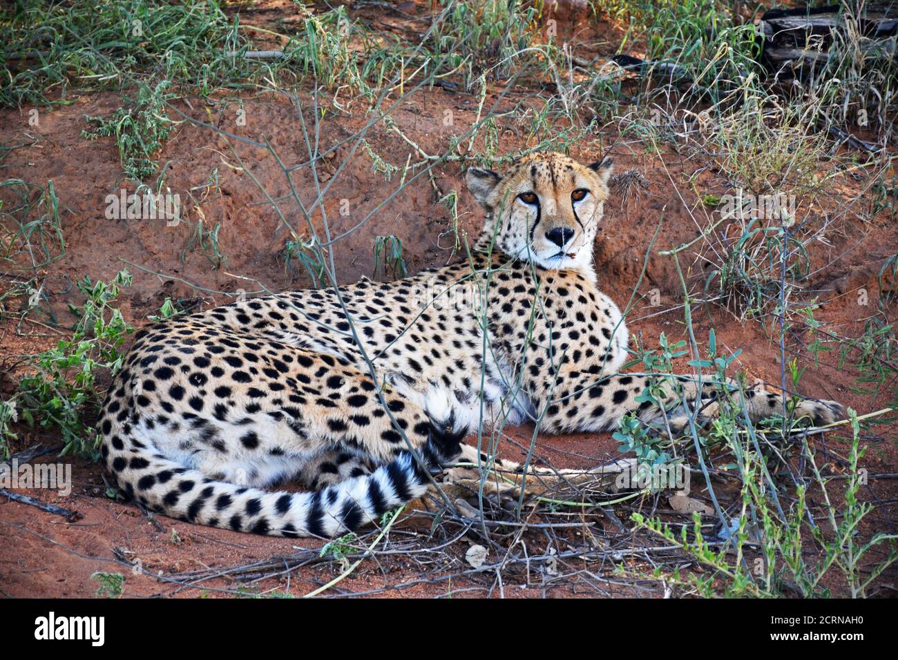 Cheetah dans la réserve d'Okinjima, Namibie Banque D'Images