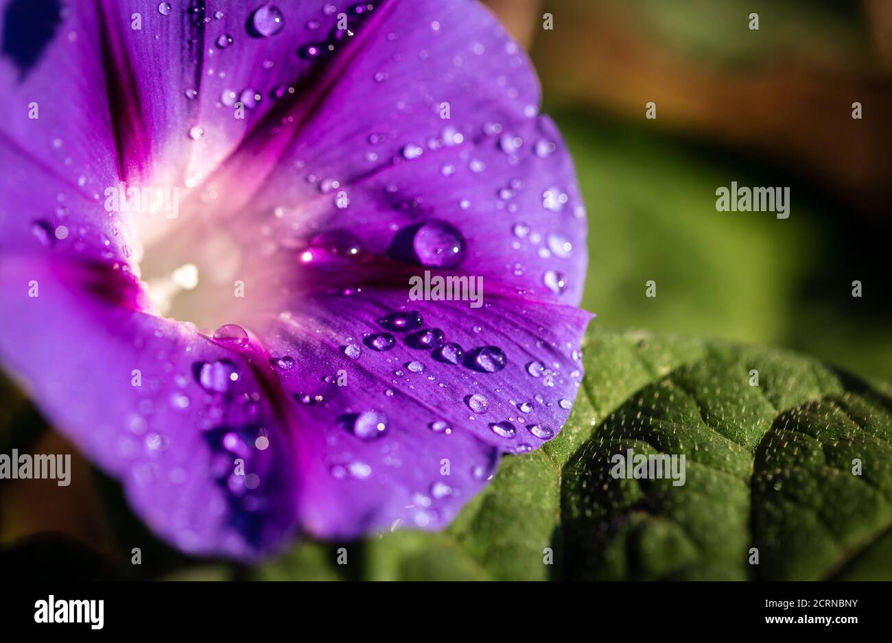Liseron des champs jardin gros plan de fleurs avec des gouttes de rosée Banque D'Images