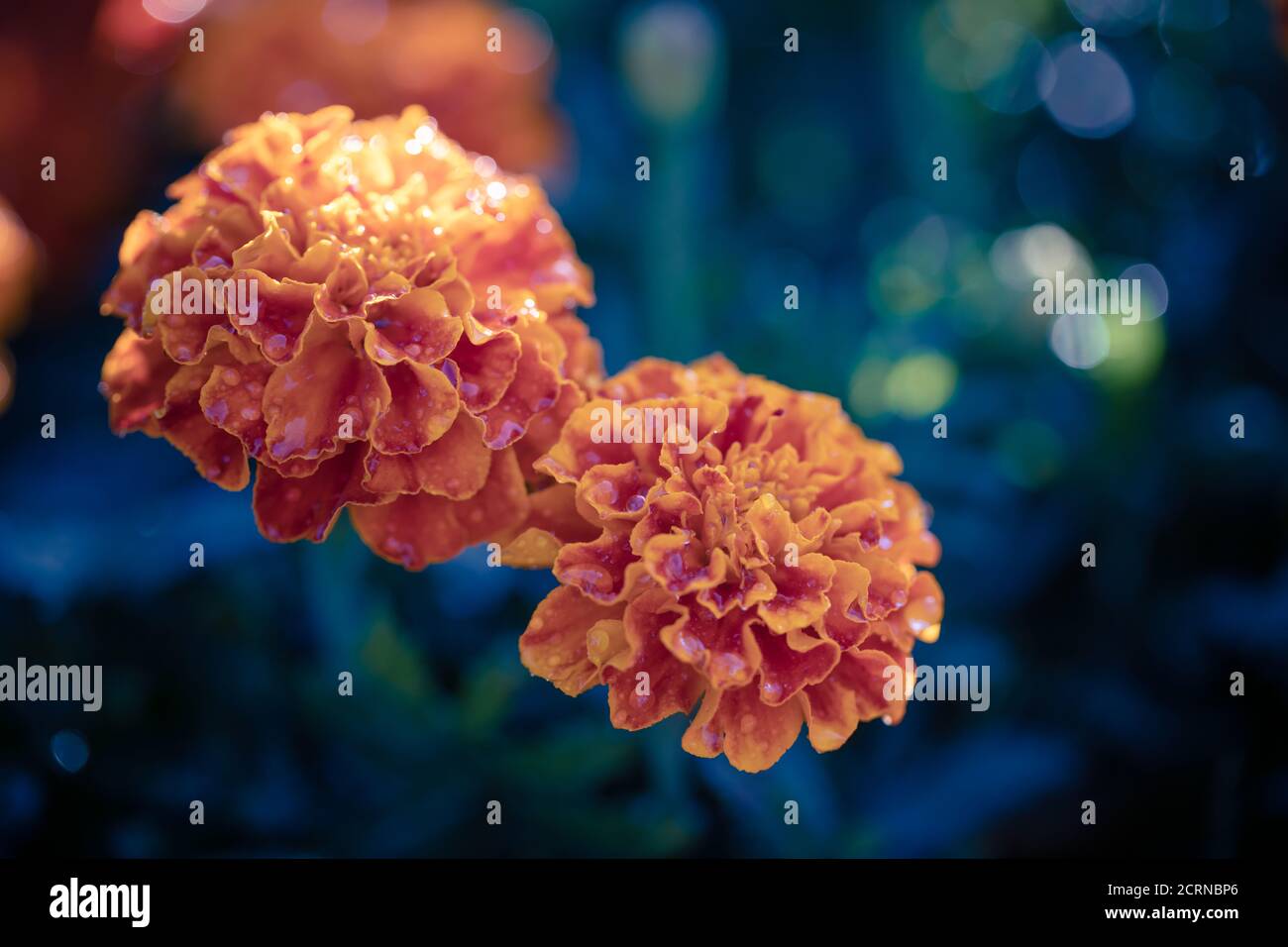 Paysage naturel, fleurs de souci croissant close-up Banque D'Images