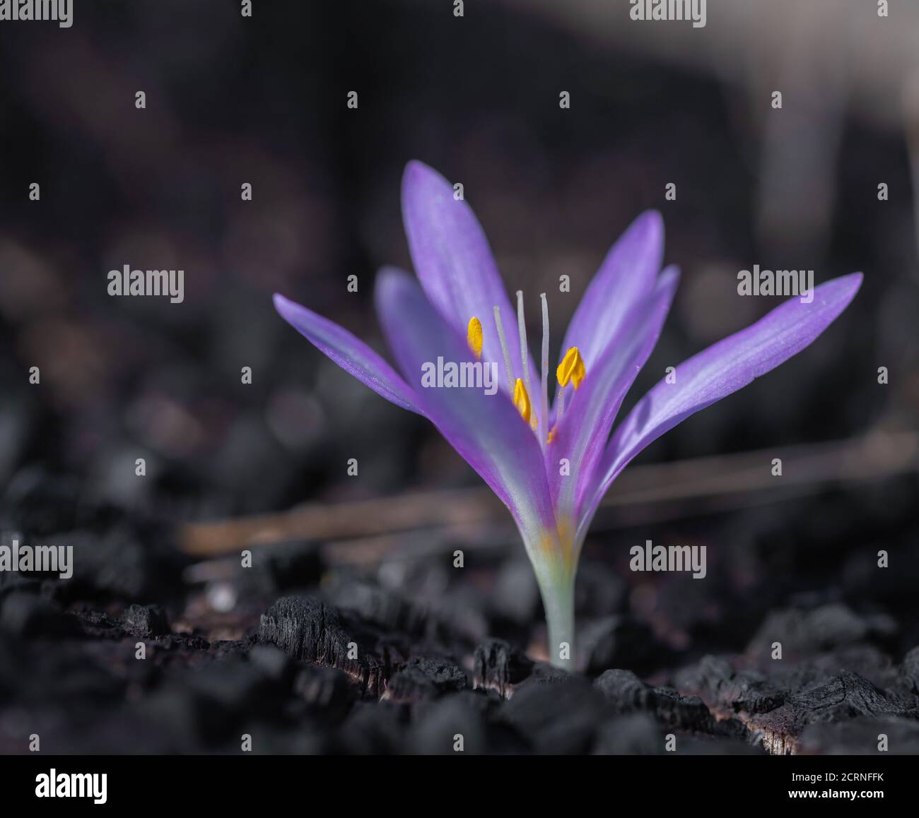 fond naturel, croissance de la fleur de safran gros plan Banque D'Images