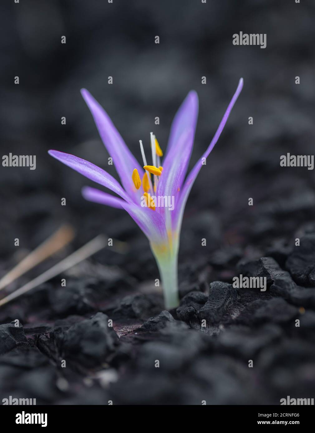 fond naturel, croissance de la fleur de safran gros plan Banque D'Images