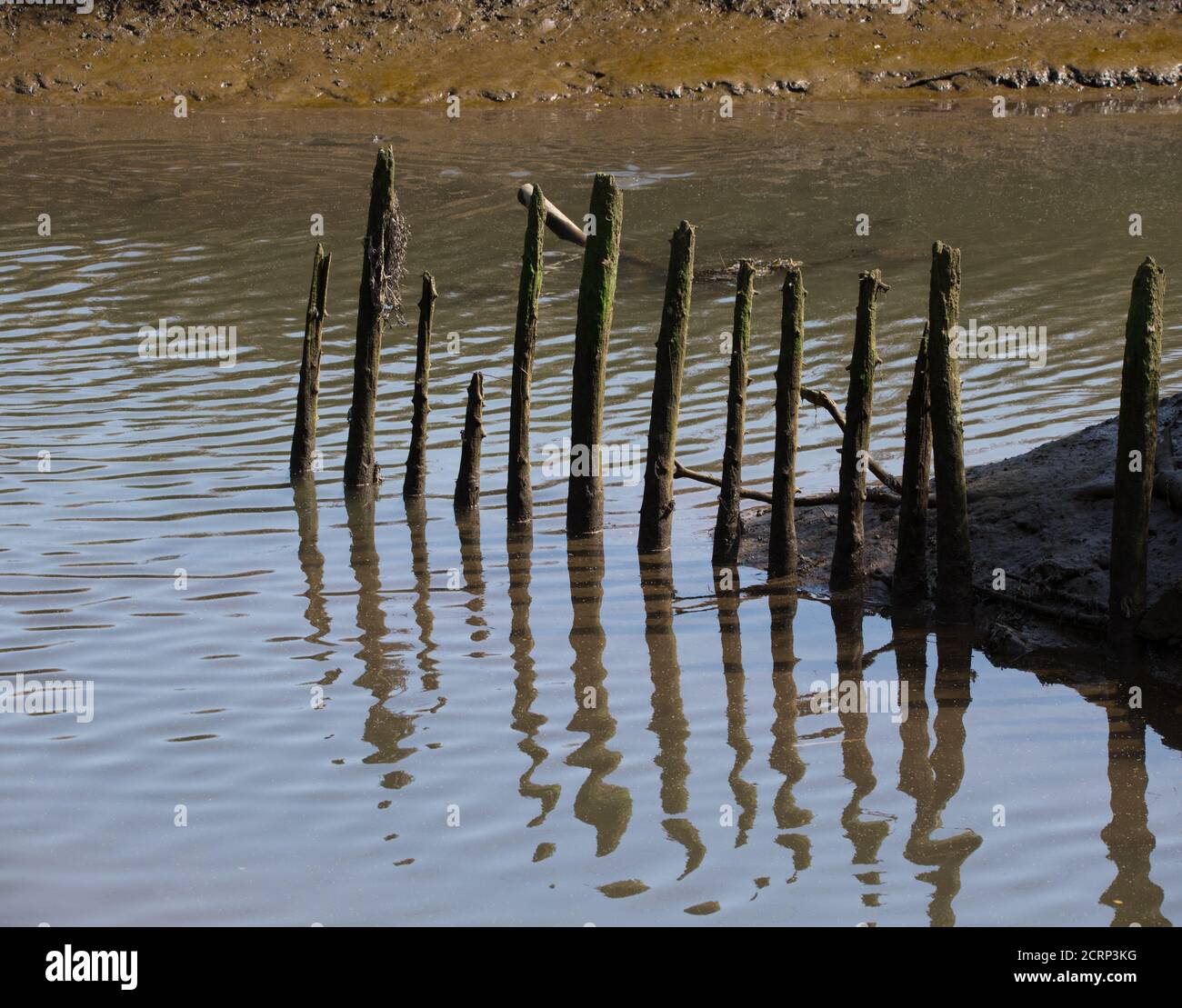 Réflexion de la rive de la rivière de piquets en bois collés. Prise à la réserve naturelle de Hackney Marsh. Banque D'Images