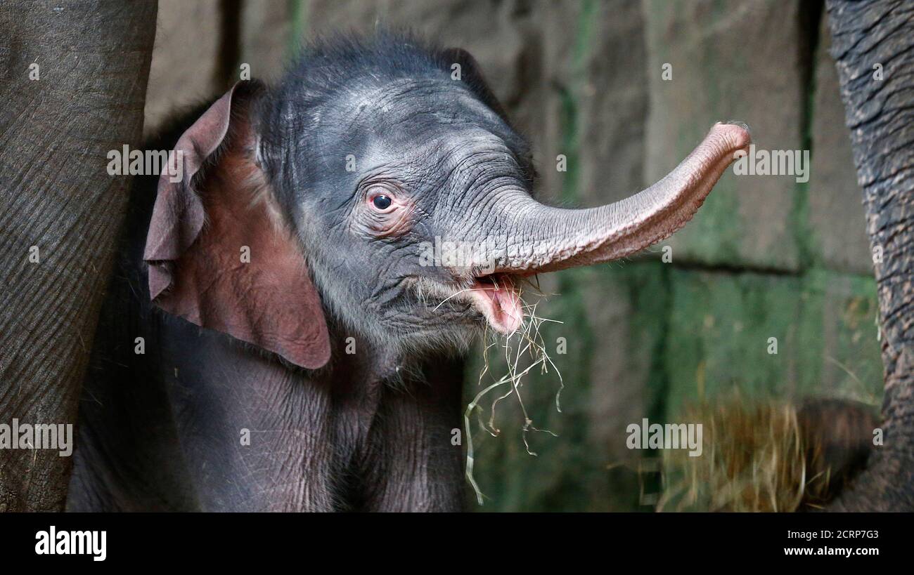 Un Bebe Elephant De Quatre Jours Est Presente Aux Medias Au Tierpark Zoo De Berlin En Allemagne Le 4 Janvier 16 Apres La Naissance De Sa Mere Kewa Le Jour De L An Un Bebe Elephant De Quatre Jours Est Presente Aux Medias Au Tierpark Zoo De Berlin En Allemagne Le 4 Janvier 16 Apres La Naissance De Sa Mere Kewa Le Jour De L An
