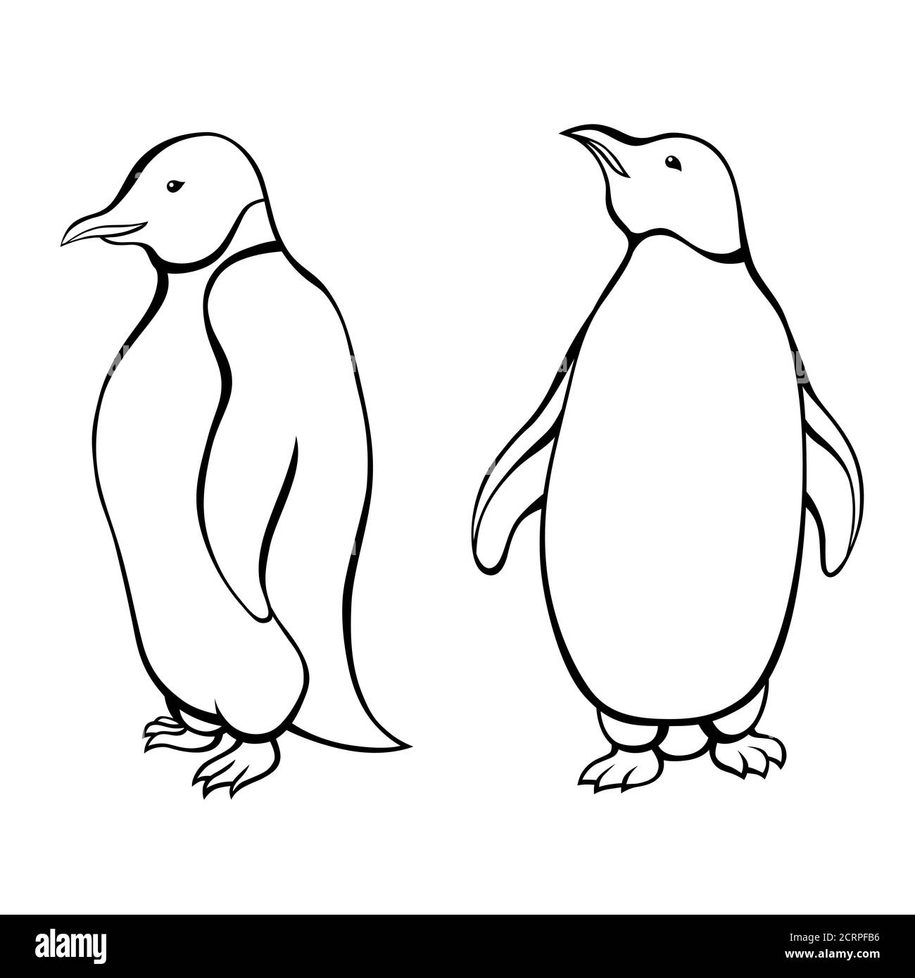 Pingouin noir blanc isolé graphique oiseau isolé vecteur d'illustration Illustration de Vecteur