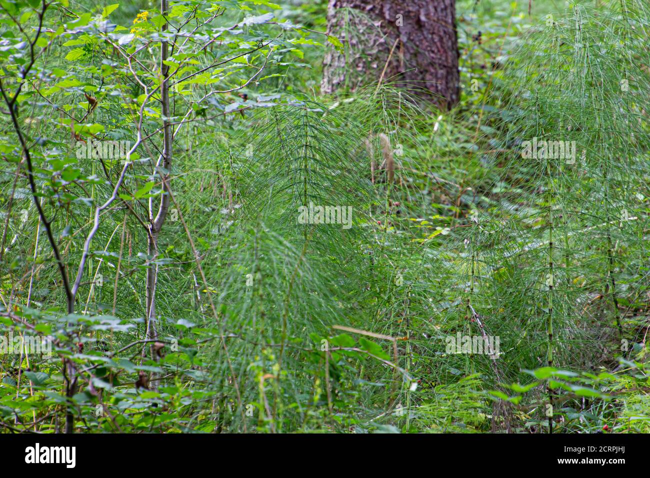L'Horsetail en bois dans la forêt, également appelé Equisetum sylvaticum ou Wald Schachtelhalm Banque D'Images