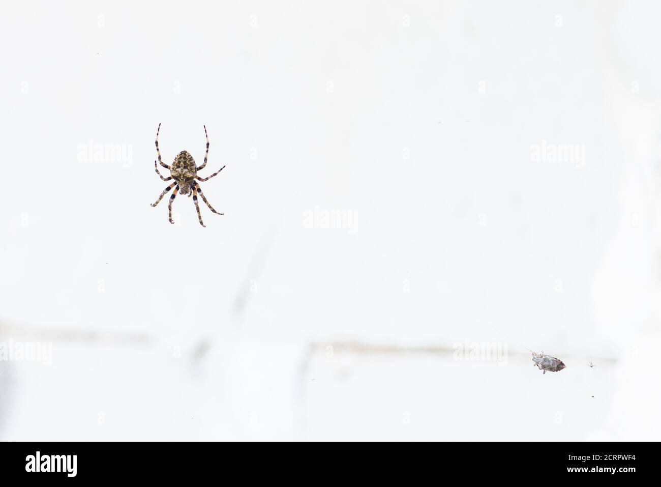 Une grande araignée européenne sur une toile attrape une petite bogue Banque D'Images