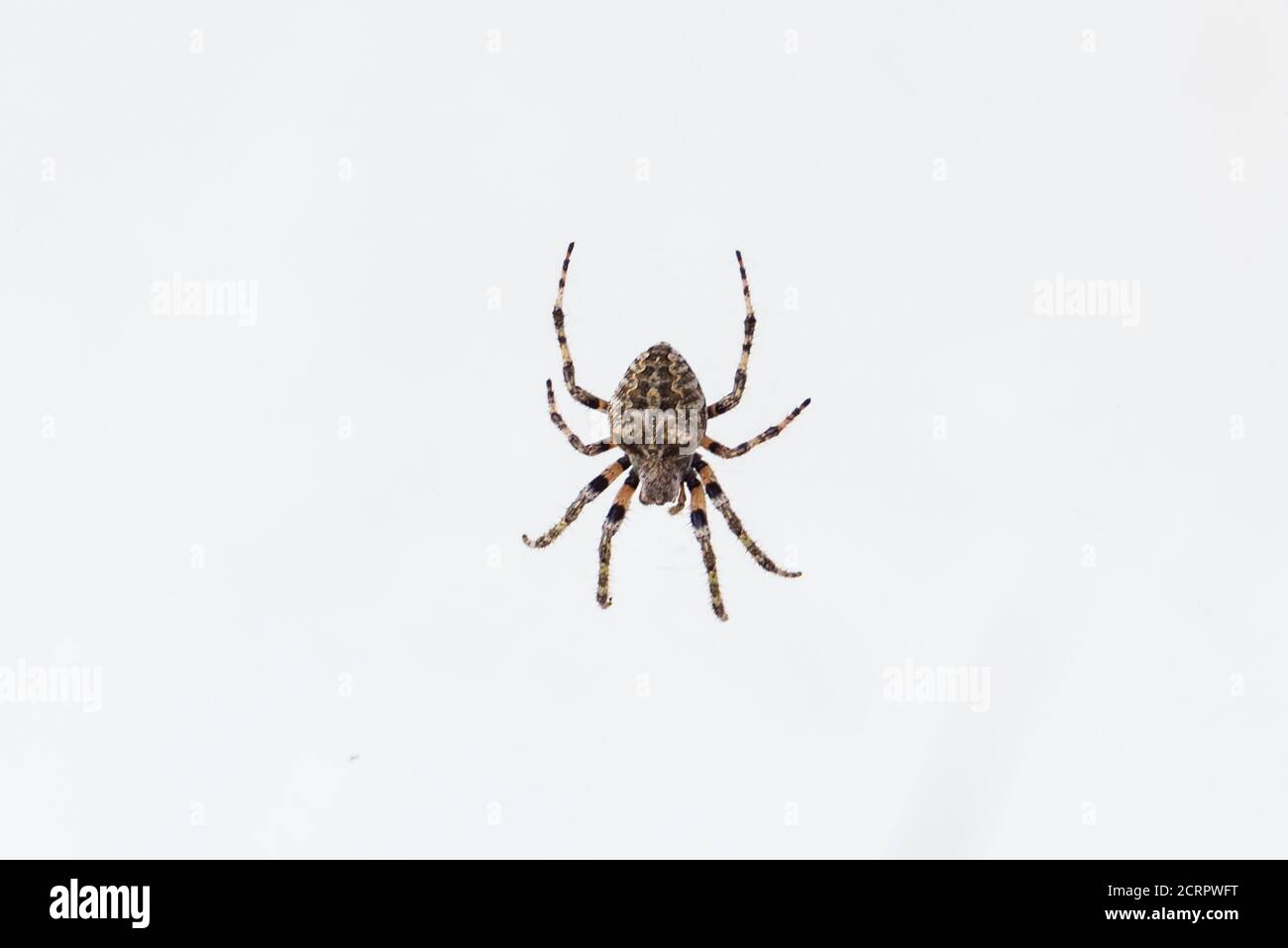 Une grande araignée européenne sur une toile attrape une petite bogue Banque D'Images