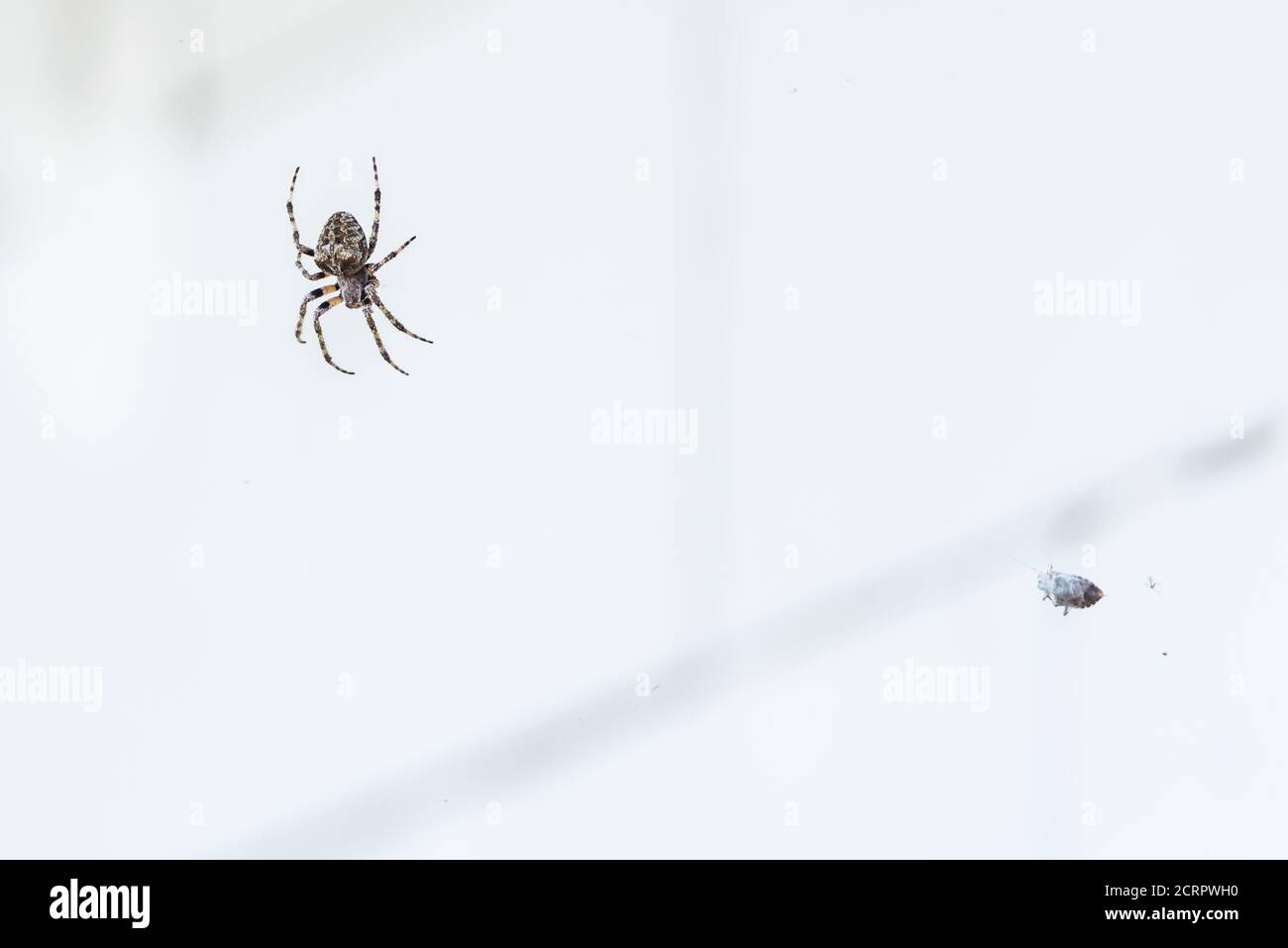 Une grande araignée européenne sur une toile attrape une petite bogue Banque D'Images