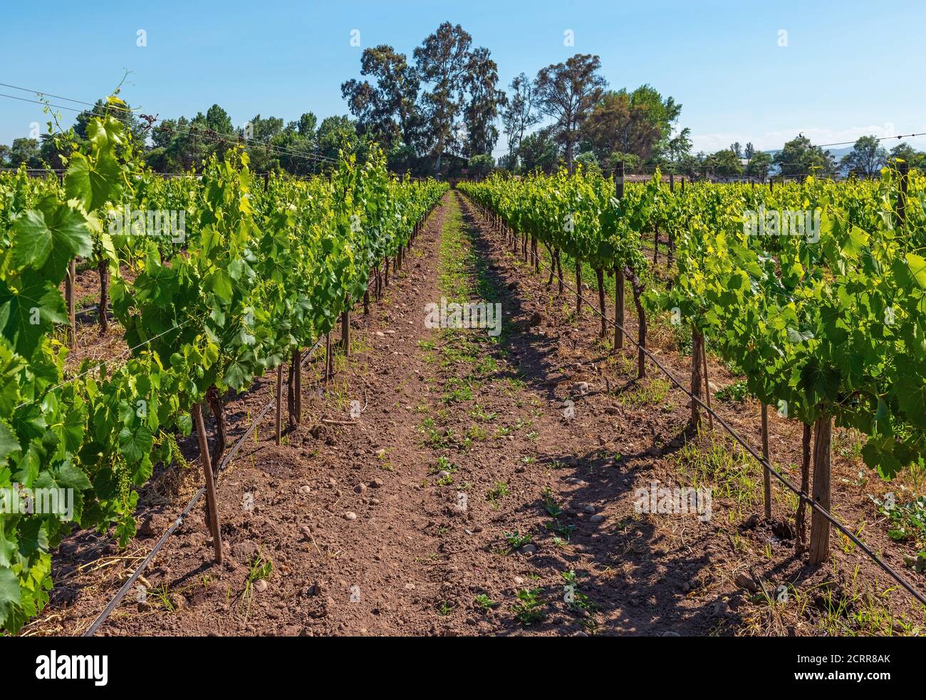 Vignoble biologique situé dans la vallée de Maipo dans la région, Santiago du Chili, Chili. Banque D'Images