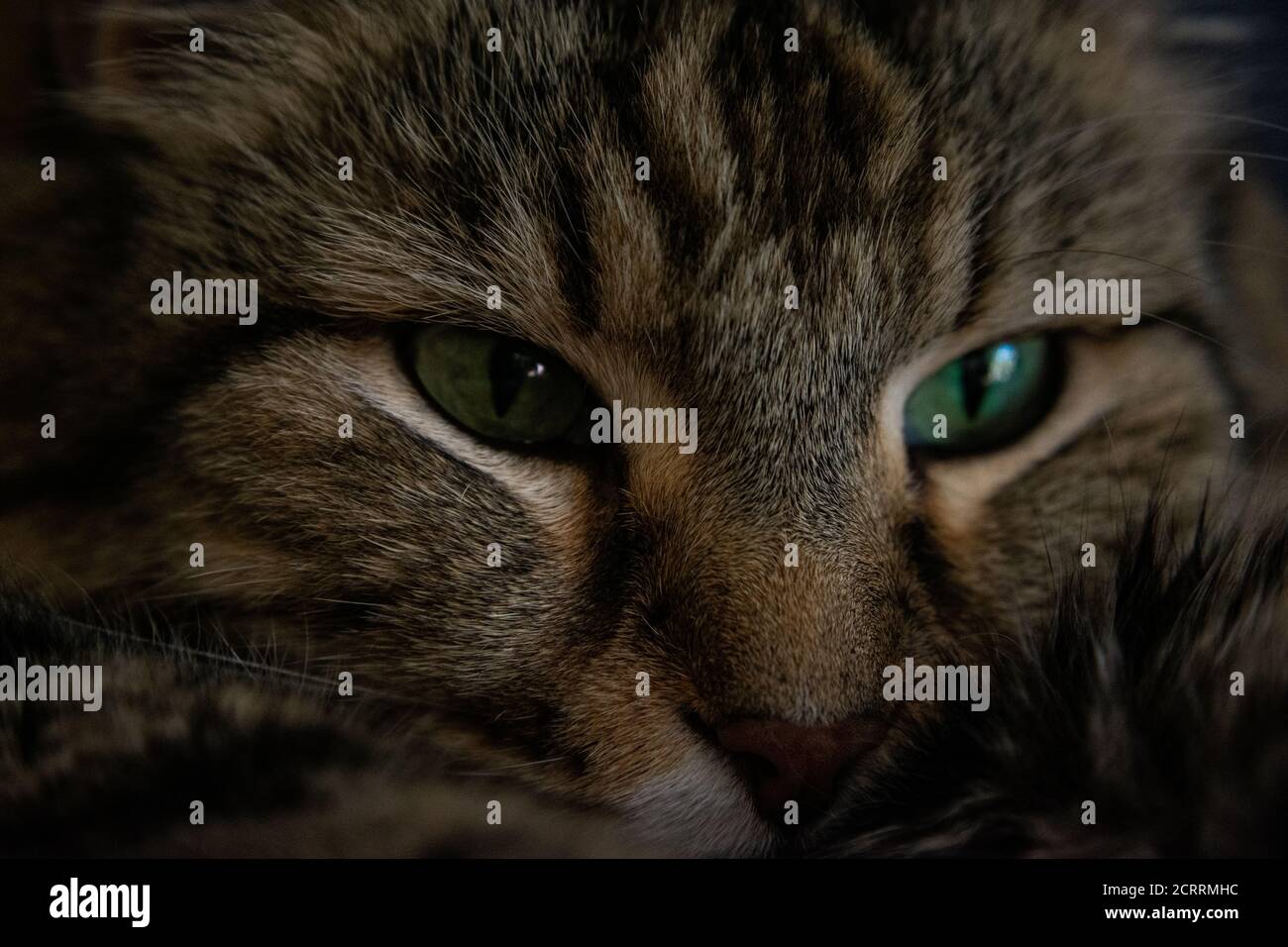 Gros plans Cat Banque D'Images