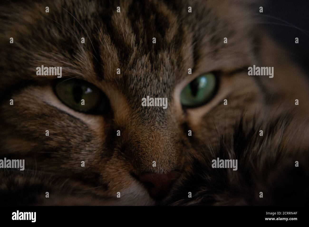 Gros plans Cat Banque D'Images