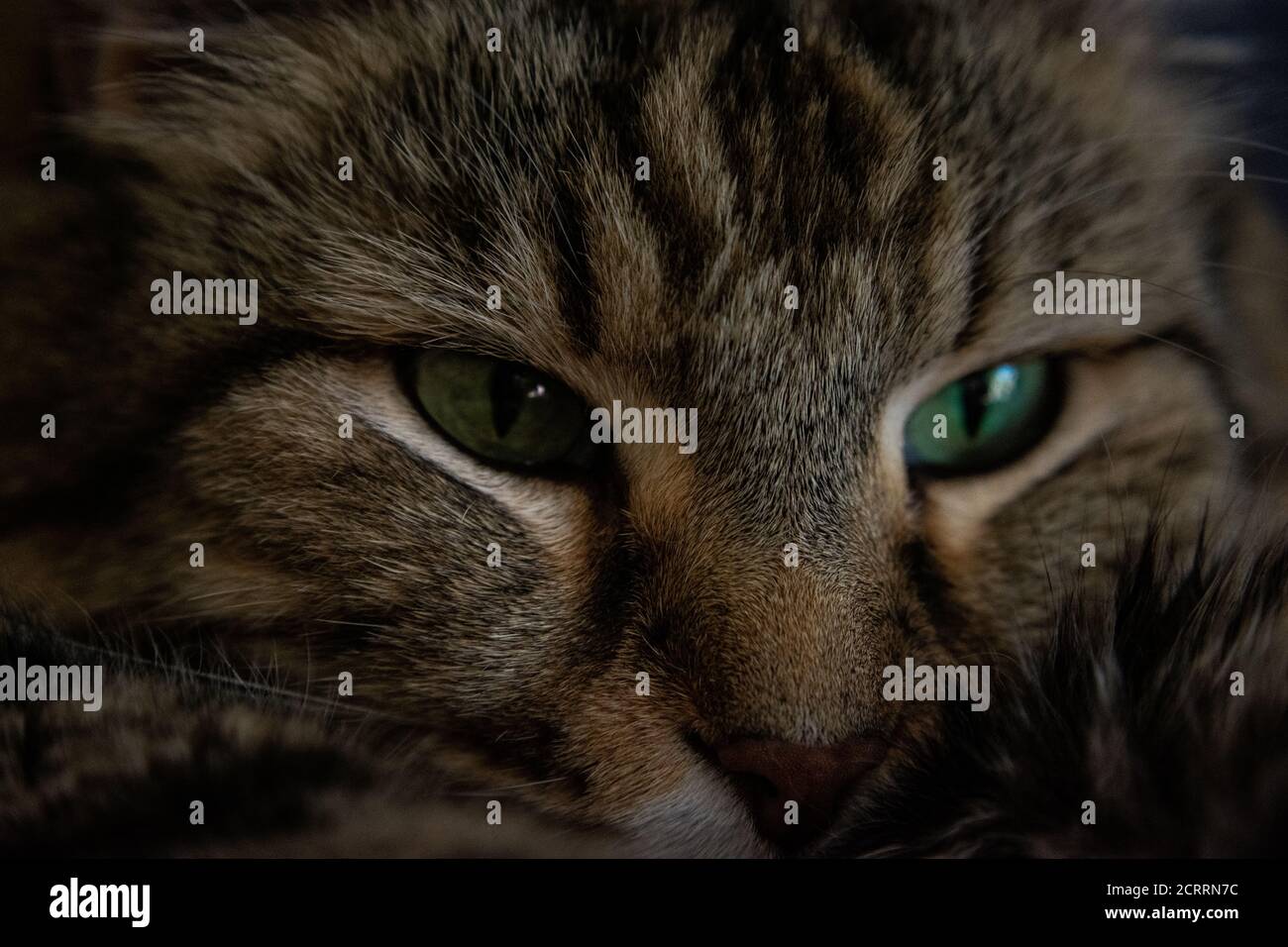 Gros plans Cat Banque D'Images