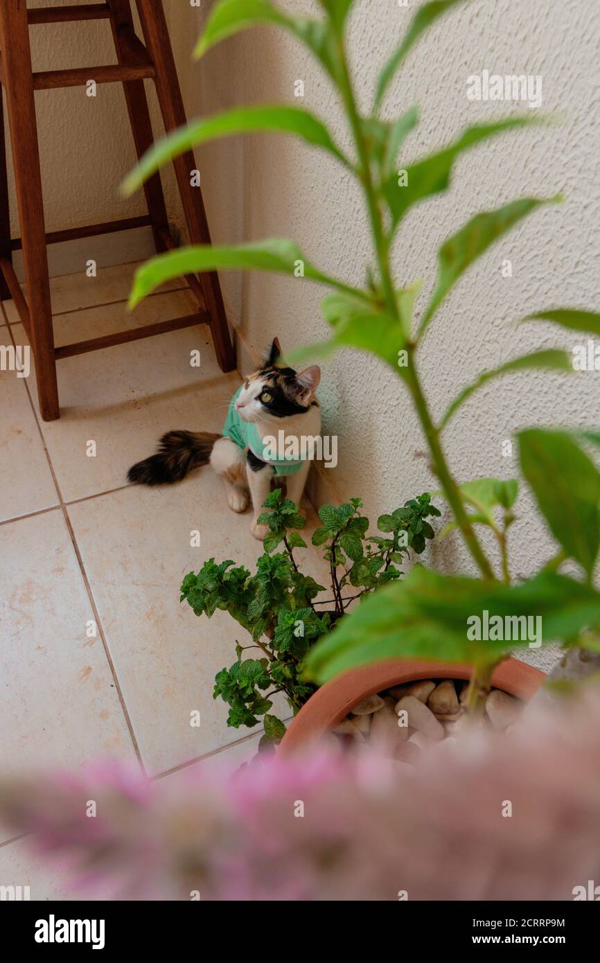 Chat avec un tissu après-chirurgie près des plantes. Images en plein air tricolor kitten. Banque D'Images