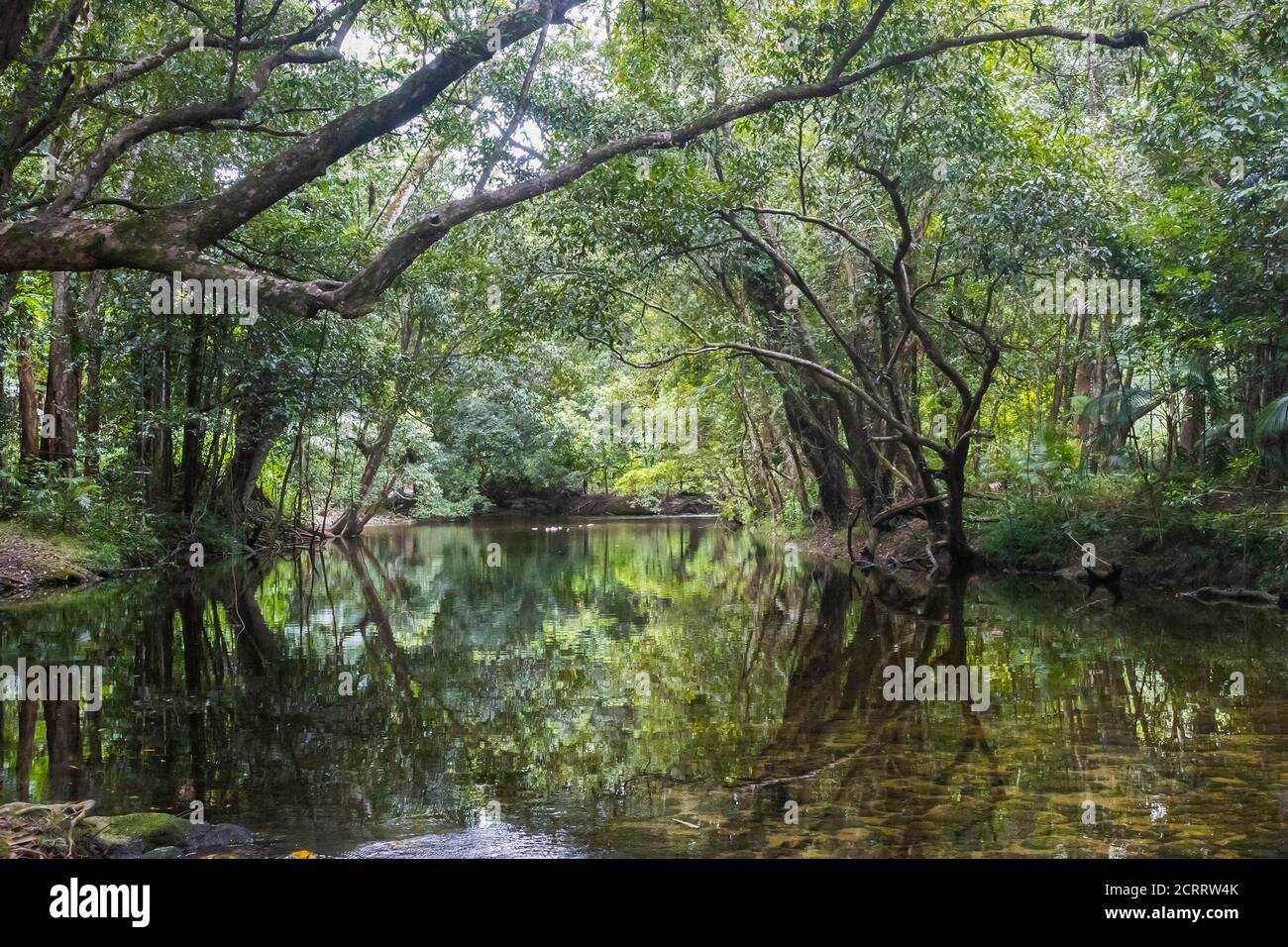 Une crique ombragée qui traverse la forêt tropicale dans le territoire nord de l'Australie. Banque D'Images