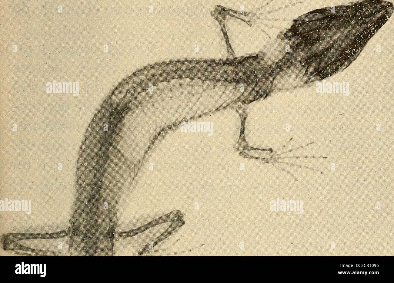 . Manuel de radiophotographie et de radiographie par l'emploi des rayons X . omet le courant,dès que les nouvelles se provent le long du tube ; les étin-celles pourcent presse toujours lampoule et les tous produits toujours invisibles, cest pourquoi y entrant trèslenement, certains tubes sont devenus mauvais plusieursjours après avoir été percés. Il faut que le système ne soit pas en mesure d'effectuer des apprentissages pour pouvoir procéder à un coup d'état sur un montant nécessaire. Il est impossible de procéder à la maintenance de la durée de fonctionnement, un tube bien conduit peut faire un service très long, plusieursmois dun se Banque D'Images