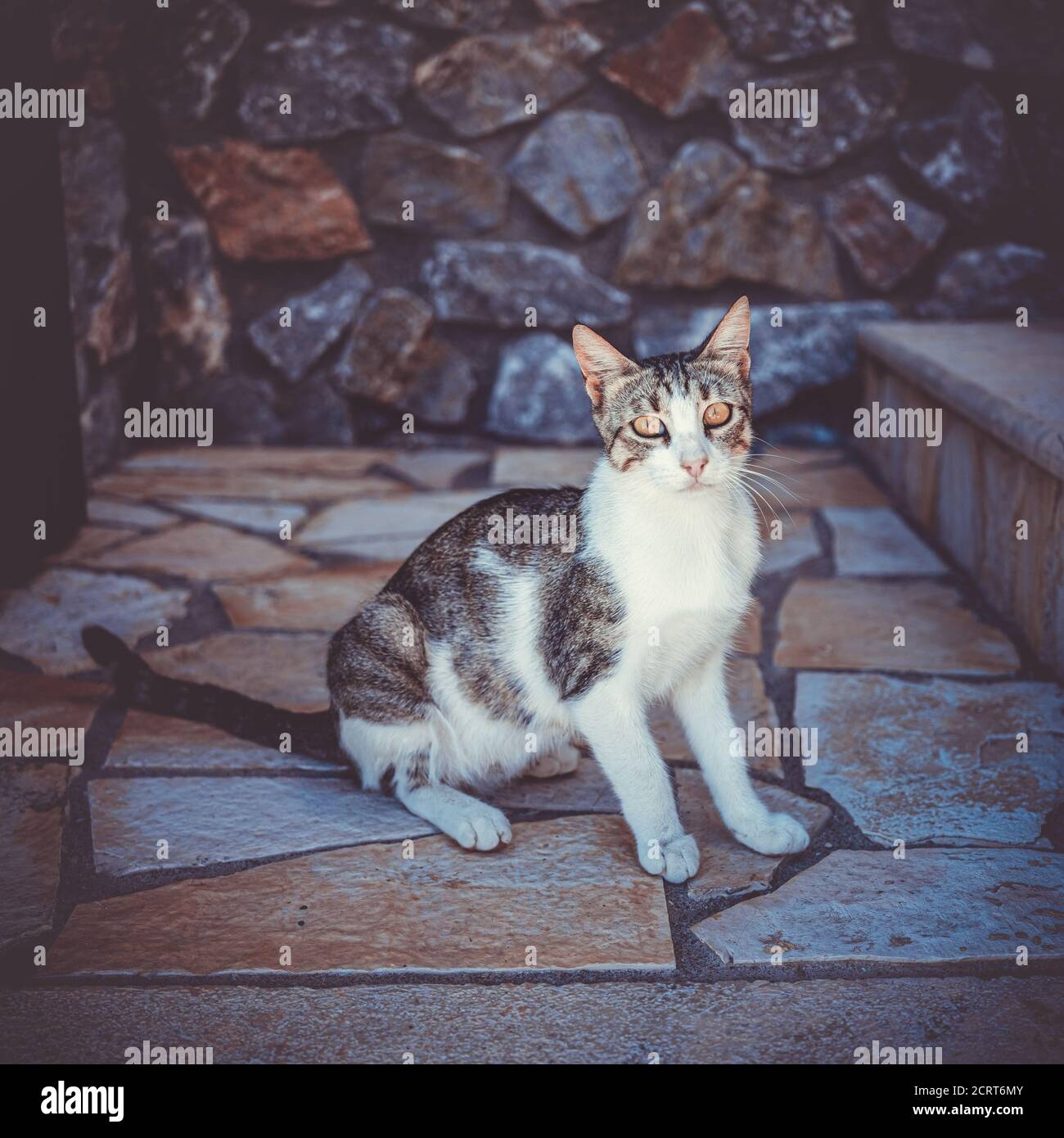 Portrait Europeen De Chat Blanc Et Gris Sur Sol En Pierre A L Appareil Photo Photo Stock Alamy