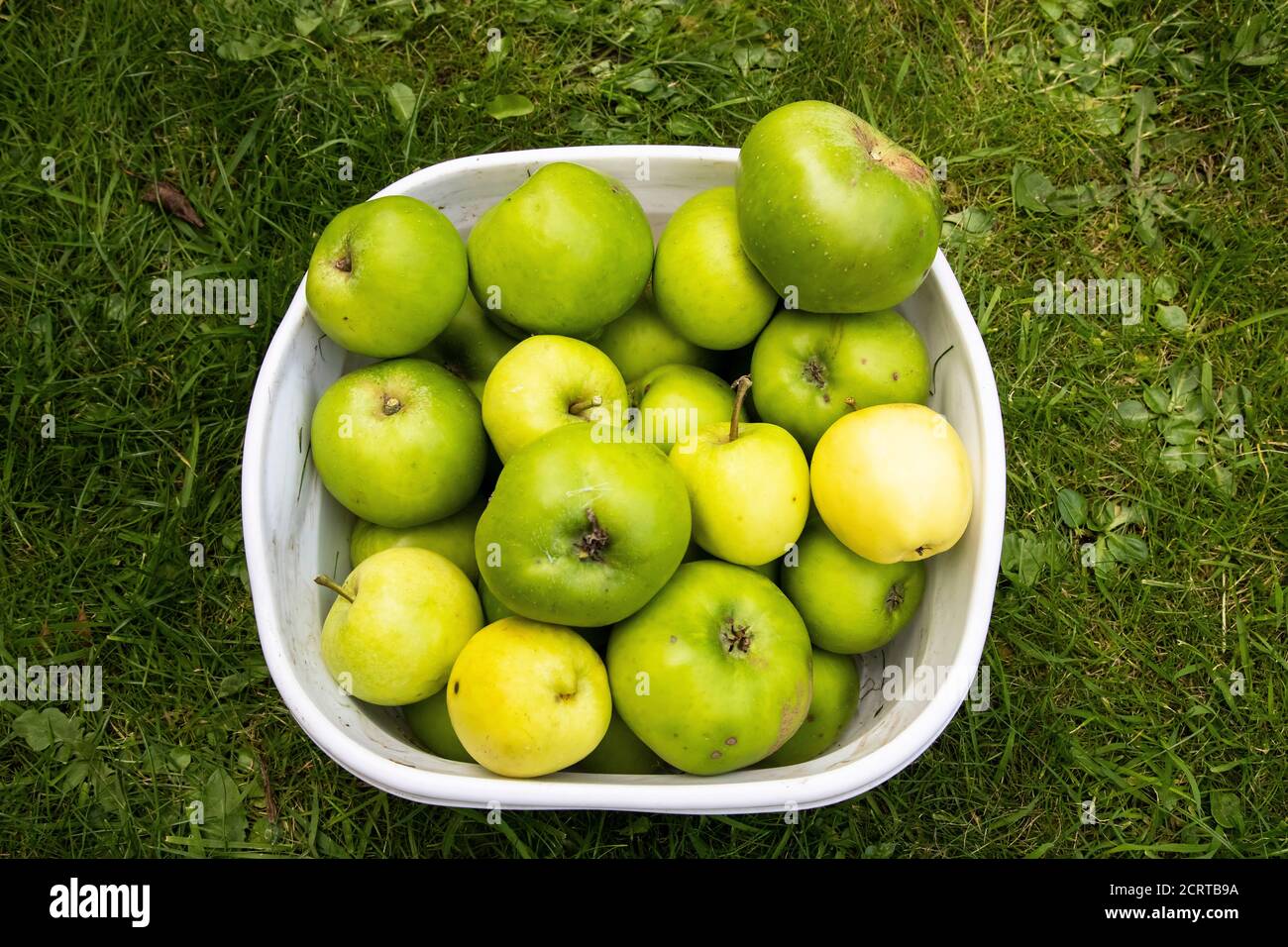 Un bol en plastique blanc rempli de pommes Bramley Malus domestica Fraîchement cueilli dans un arbre au début de l'automne Banque D'Images