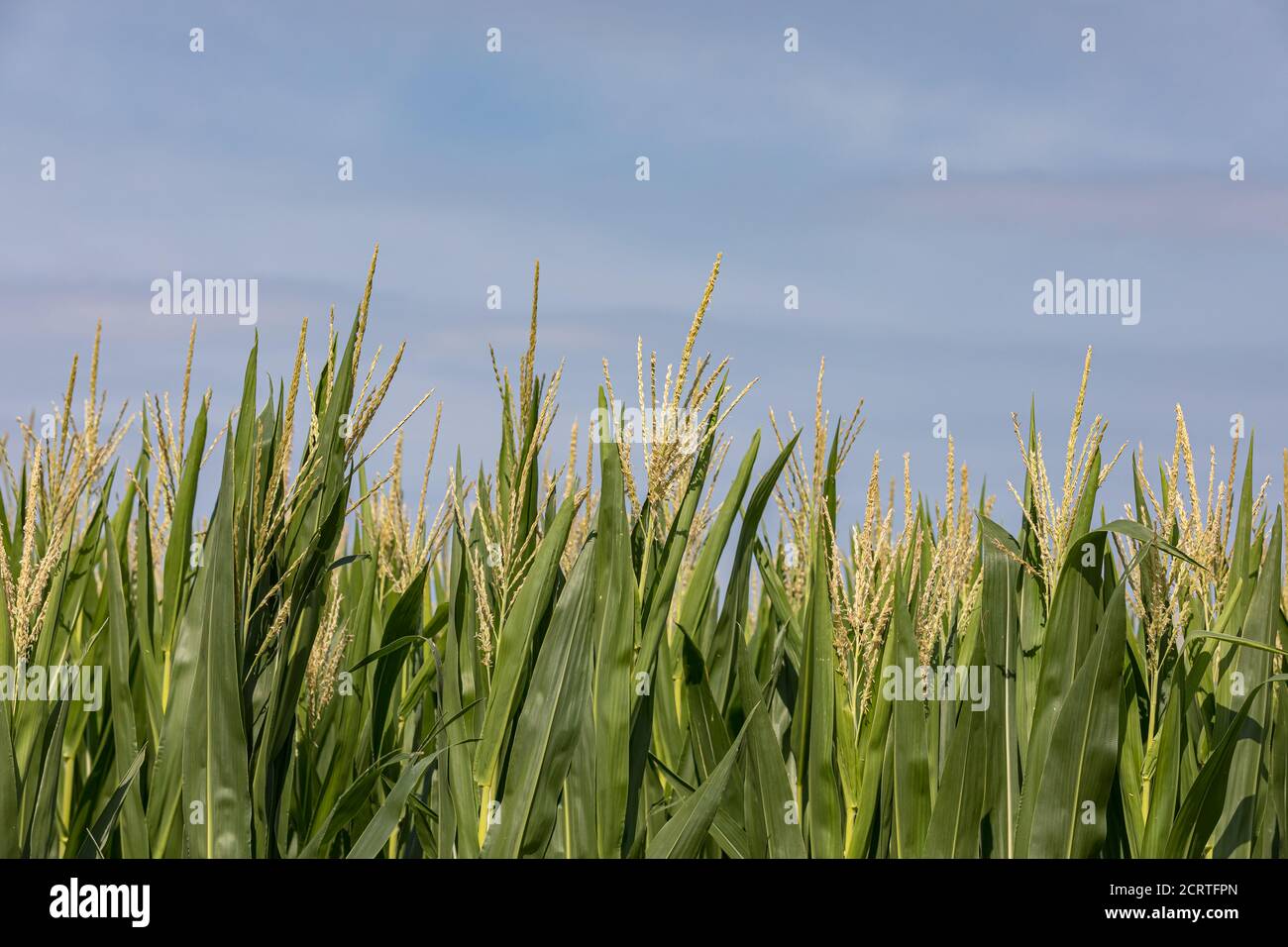 cornfield avec des glands de maïs pendant la saison de croissance estivale. Concept d'agriculture, d'agronomie, d'agro-industrie et d'agronomie Banque D'Images
