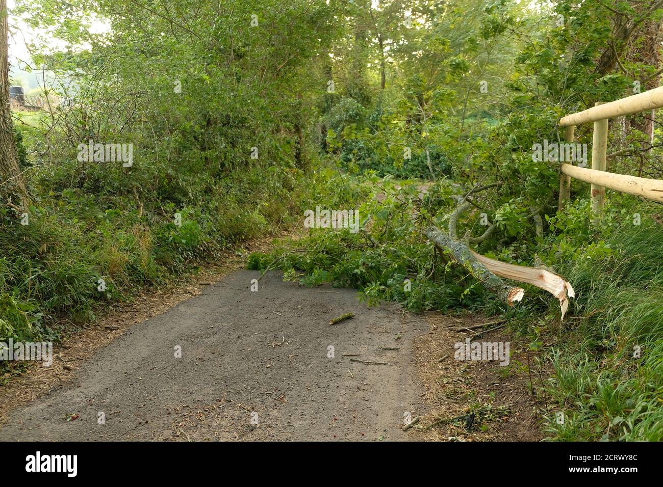 Septembre 2020 - des branches ont explosé des arbres bloquant la voie dans la campagne du Somerset, Angleterre, Royaume-Uni Banque D'Images