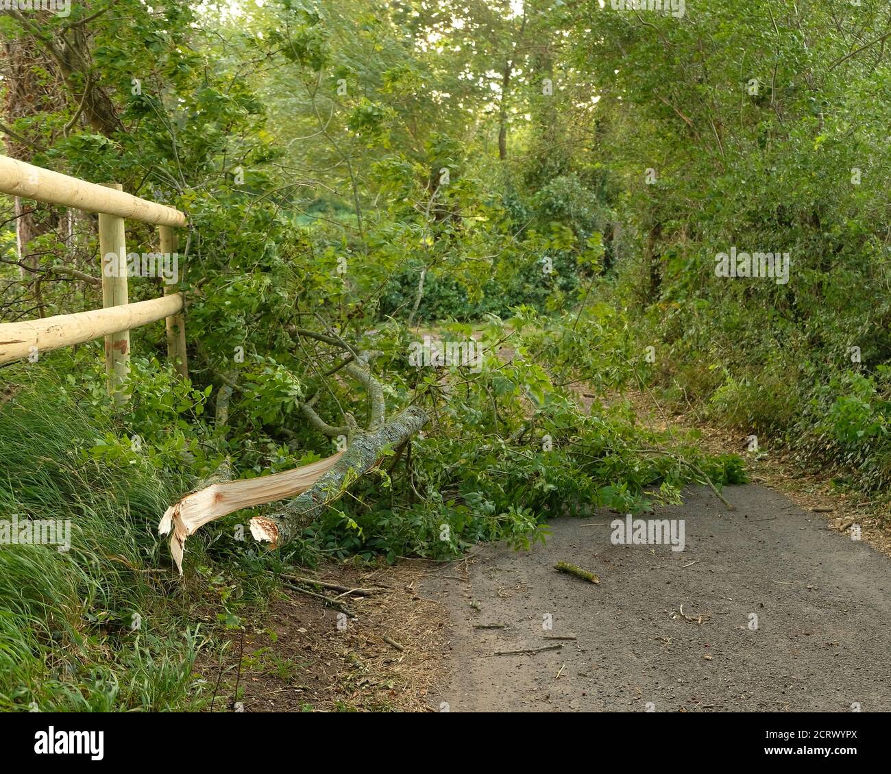 Septembre 2020 - des branches ont explosé des arbres bloquant la voie dans la campagne du Somerset, Angleterre, Royaume-Uni Banque D'Images