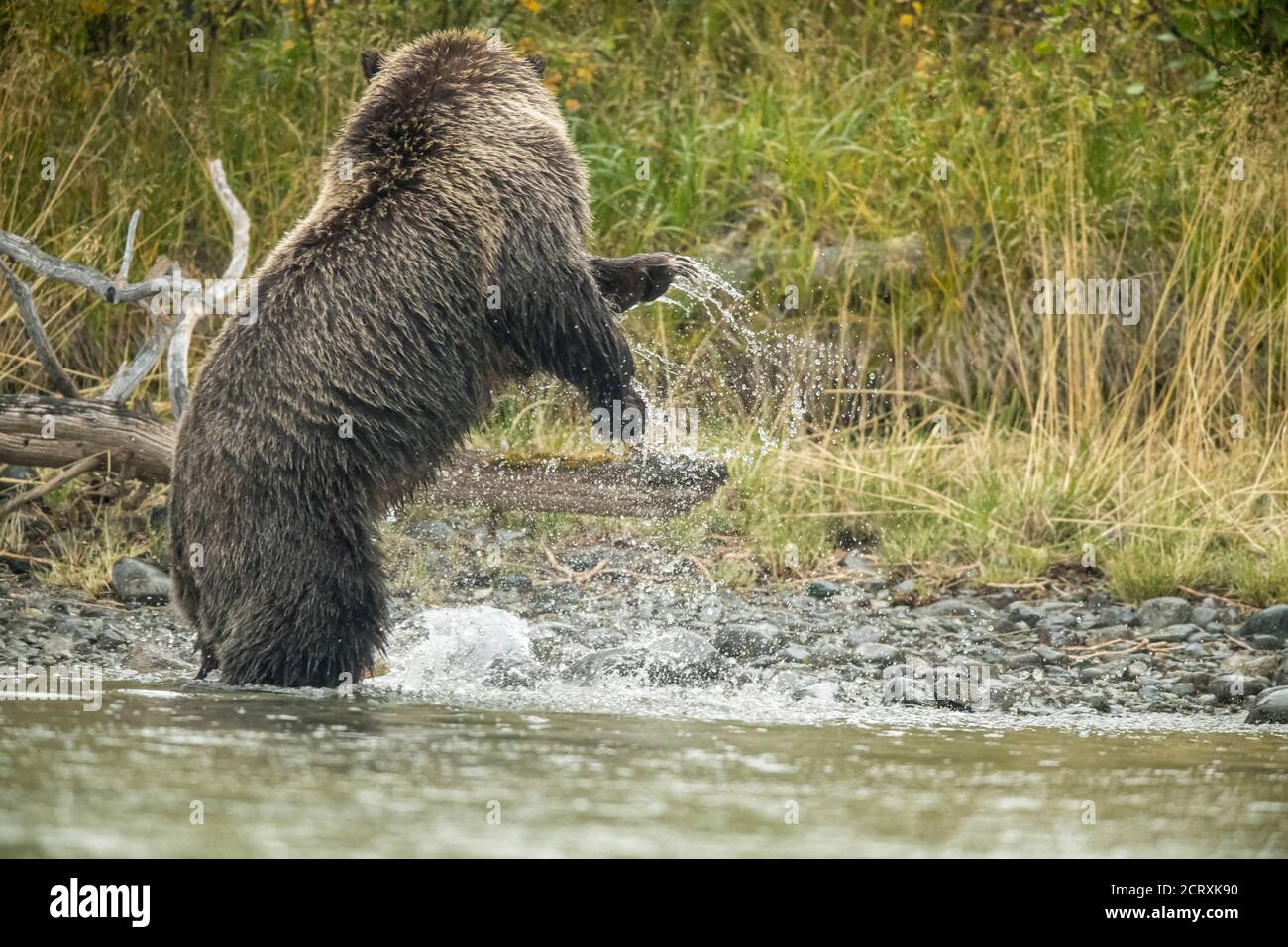 Ours grizzli (Ursus arctos) - mère ours chasse le saumon rouge fraye dans une rivière à saumon, Chilcotin Wilderness, BC Interior, Canada Banque D'Images