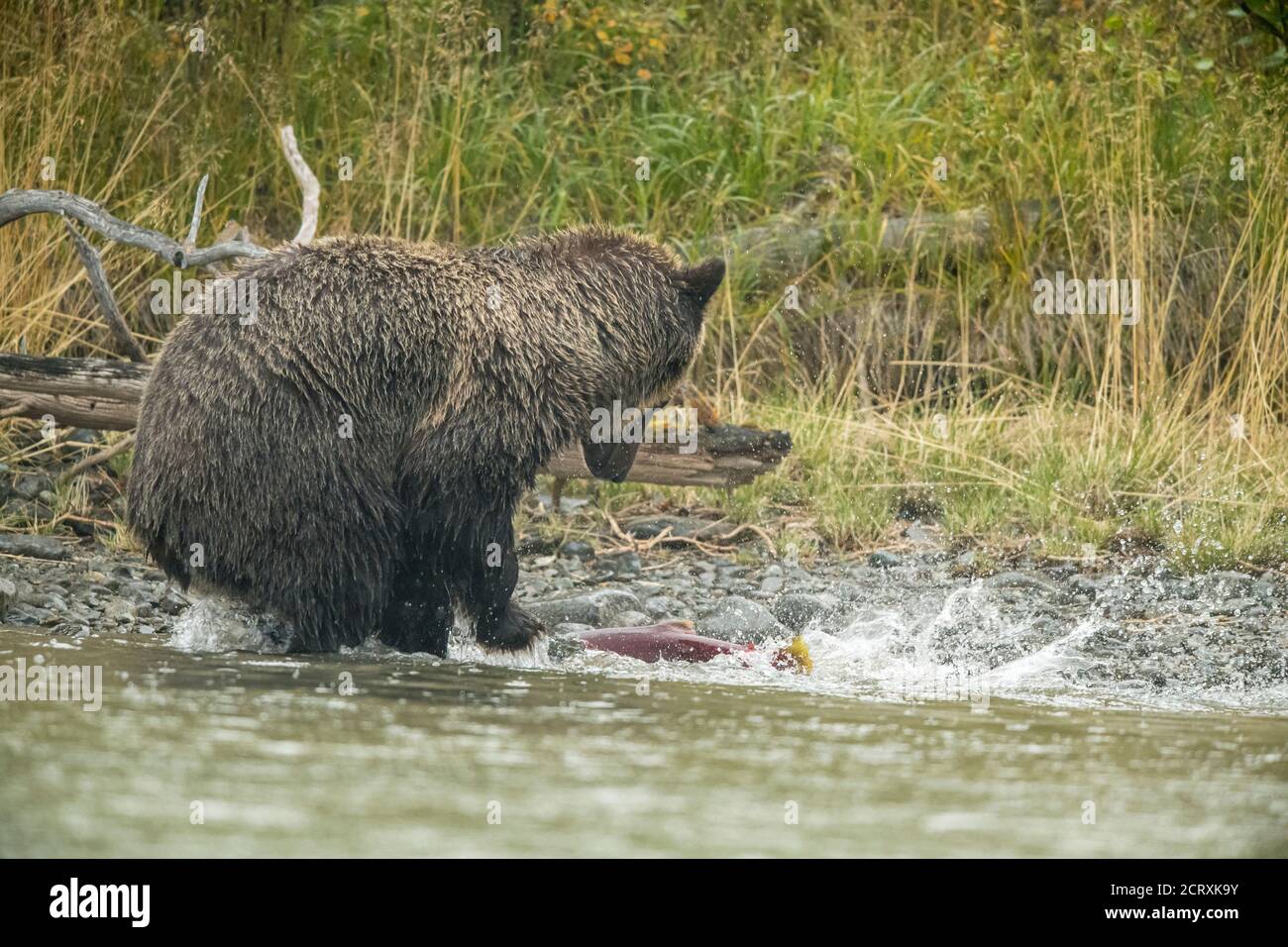Ours grizzli (Ursus arctos) - mère ours chasse le saumon rouge fraye dans une rivière à saumon, Chilcotin Wilderness, BC Interior, Canada Banque D'Images