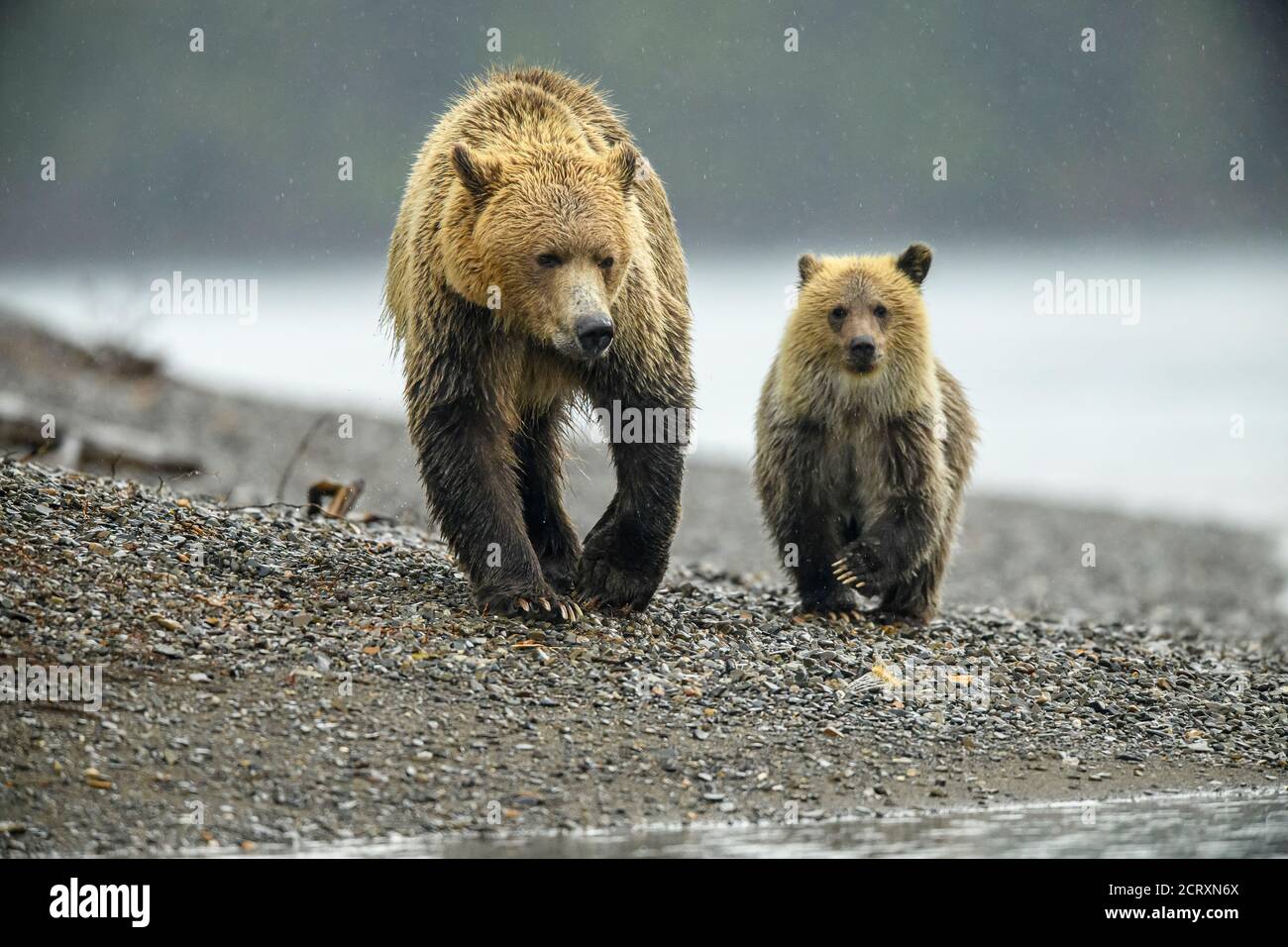 Ours grizzli (Ursus arctos) - CUB de première année suivant la mère le long d'une rivière à saumon, Chilcotin Wilderness, BC Interior, Canada Banque D'Images