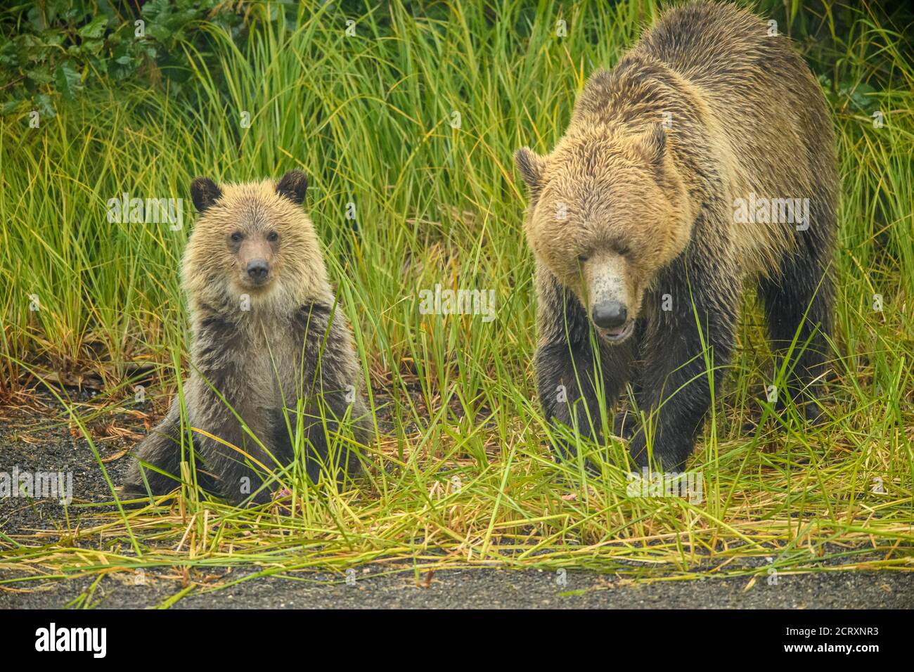 Ours grizzli (Ursus arctos) - CUB de première année suivant la mère le long d'une rivière à saumon, Chilcotin Wilderness, BC Interior, Canada Banque D'Images