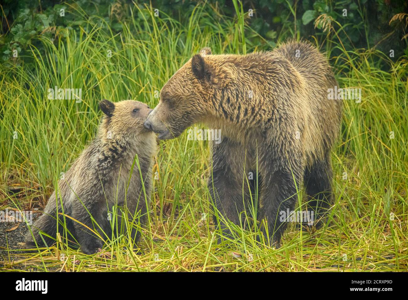 Ours grizzli (Ursus arctos) - cub de première année interagissant avec la mère sur le rivage de la rivière Chilko, Chilcotin Wilderness, BC Interior, Canada Banque D'Images