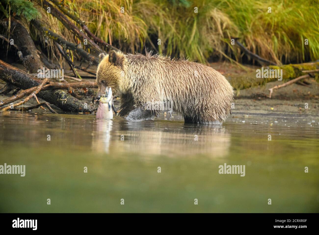 Ours grizzli (Ursus arctos) - cub de première année gérant le saumon frai extrait de la rivière Chilko, Chilcotin Wilderness, BC Interior, Canada Banque D'Images
