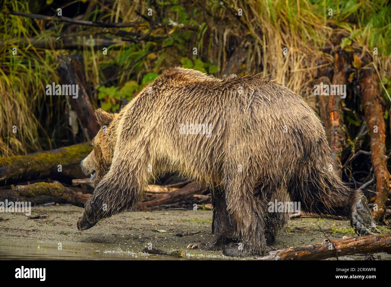 Ours grizzli (Ursus arctos)- la première année de la petite et la mère, alarmée par un rival, chasse pour frayer du saumon le long de la rivière Chilko, Chilcotin Banque D'Images
