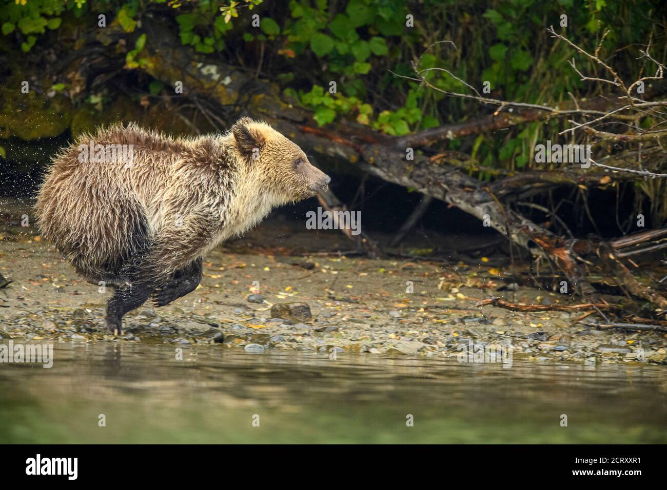 Ours grizzli (Ursus arctos)- la première année de la petite et la mère, alarmée par un rival, chasse pour frayer du saumon le long de la rivière Chilko, Chilcotin Banque D'Images