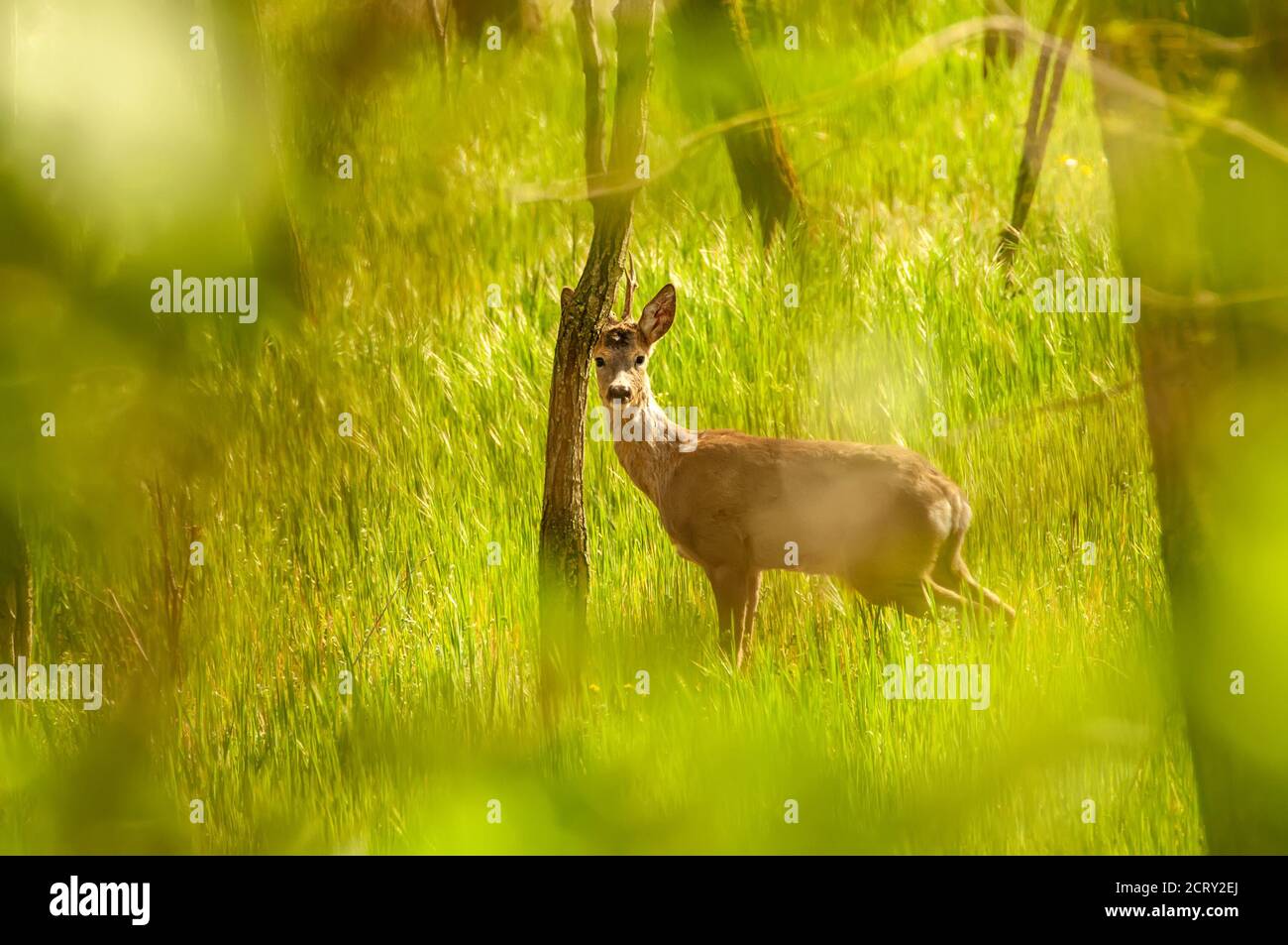 Vue sur un cerf de Virginie dans la forêt par une journée ensoleillée. Banque D'Images