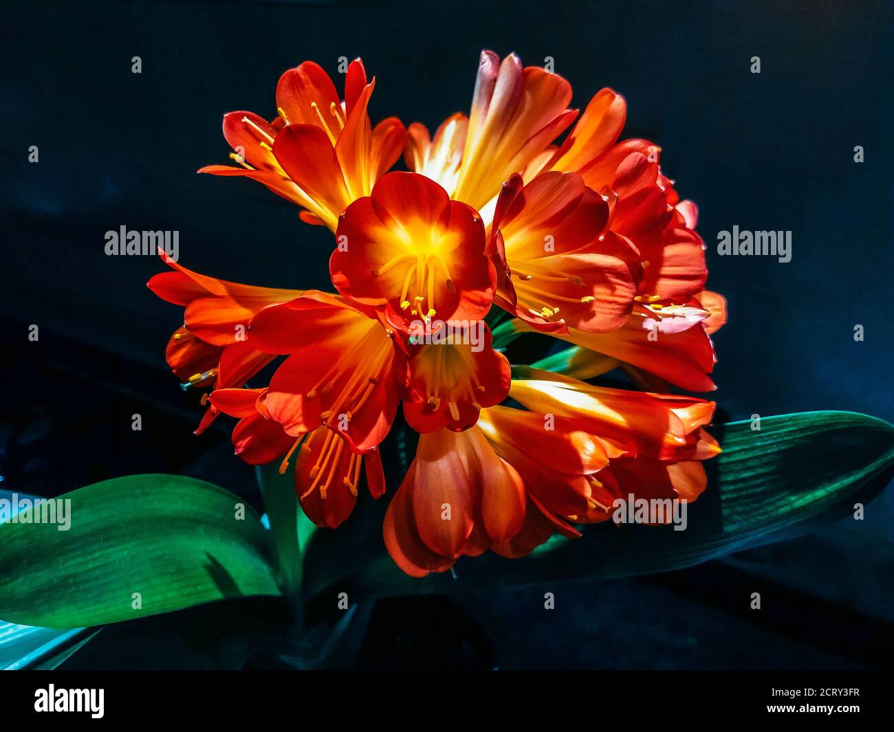 Clivia miniata rouge, Belge, hybride nom commun Lis Kaffir fleur. Banque D'Images
