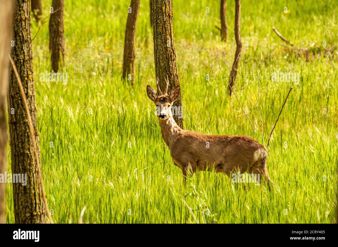Vue sur un cerf de Virginie dans la forêt par une journée ensoleillée. Banque D'Images