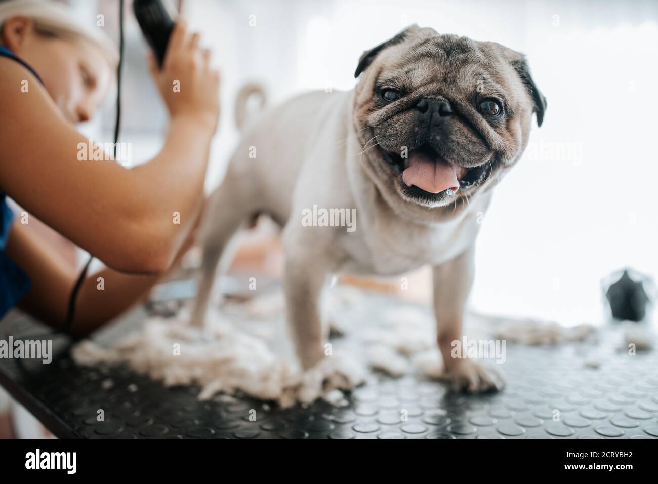 Concept de toilettage pour chiens. Toilettage et lavage du petit chien de pain dans le saloon Banque D'Images