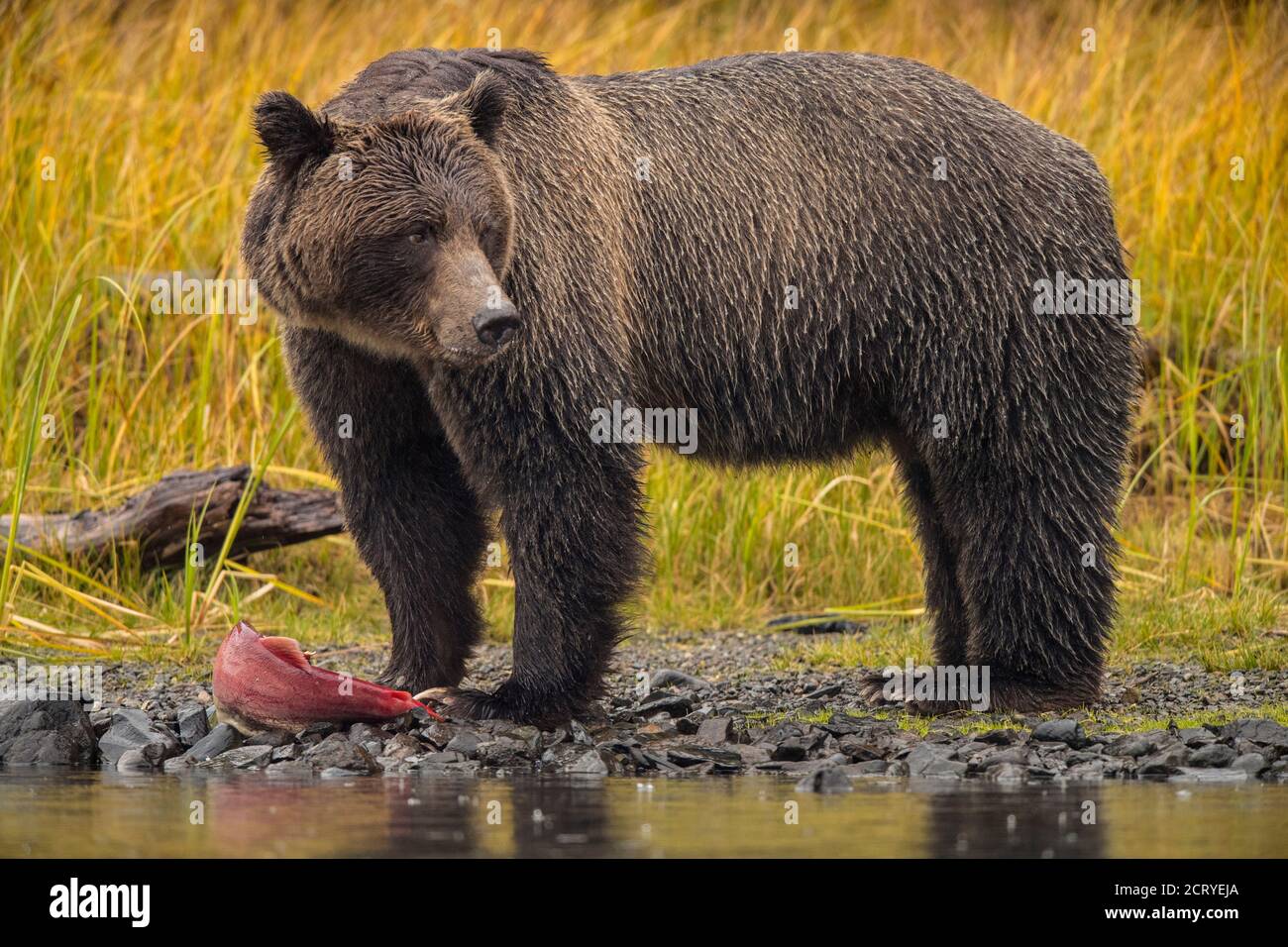 Ours grizzli (Ursus arctos) CUB de première année suivant la mère le long d'une rivière à saumon, Chilcotin Wilderness, BC Interior, Canada Banque D'Images