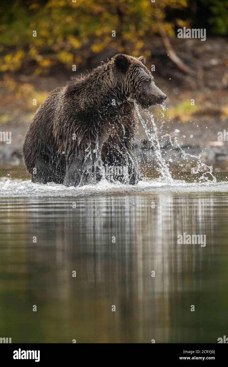 Ours grizzli (Ursus arctos) - ours solitaire attaquant le saumon rouge frayant dans une rivière à saumon, Chilcotin Wilderness, BC Interior, Canada Banque D'Images