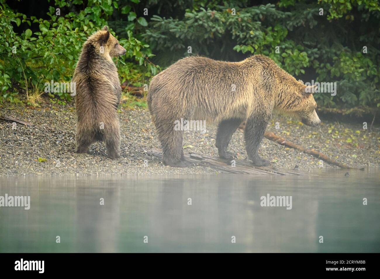Ours grizzli (Ursus arctos) SOW et cub alertent une famille rivale le long d'une rivière à saumon, Chilcotin Wilderness, BC Interior, Canada Banque D'Images