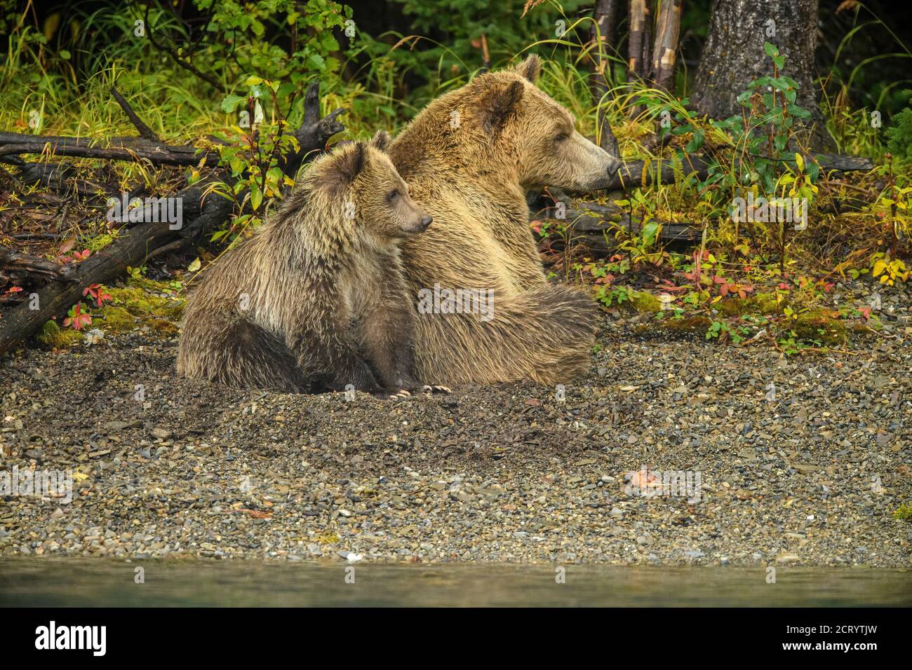 Ours grizzli (Ursus arctos) des femelles et des cub alertent une famille rivale le long d'une rivière à saumon, Chilcotin Wilderness, BC Interior, Canada Banque D'Images