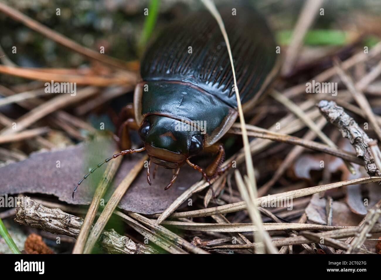 Macro de coléoptère de plongée européen prédateur d'un insecte adulte, vue de face sur un fond de forêt Banque D'Images