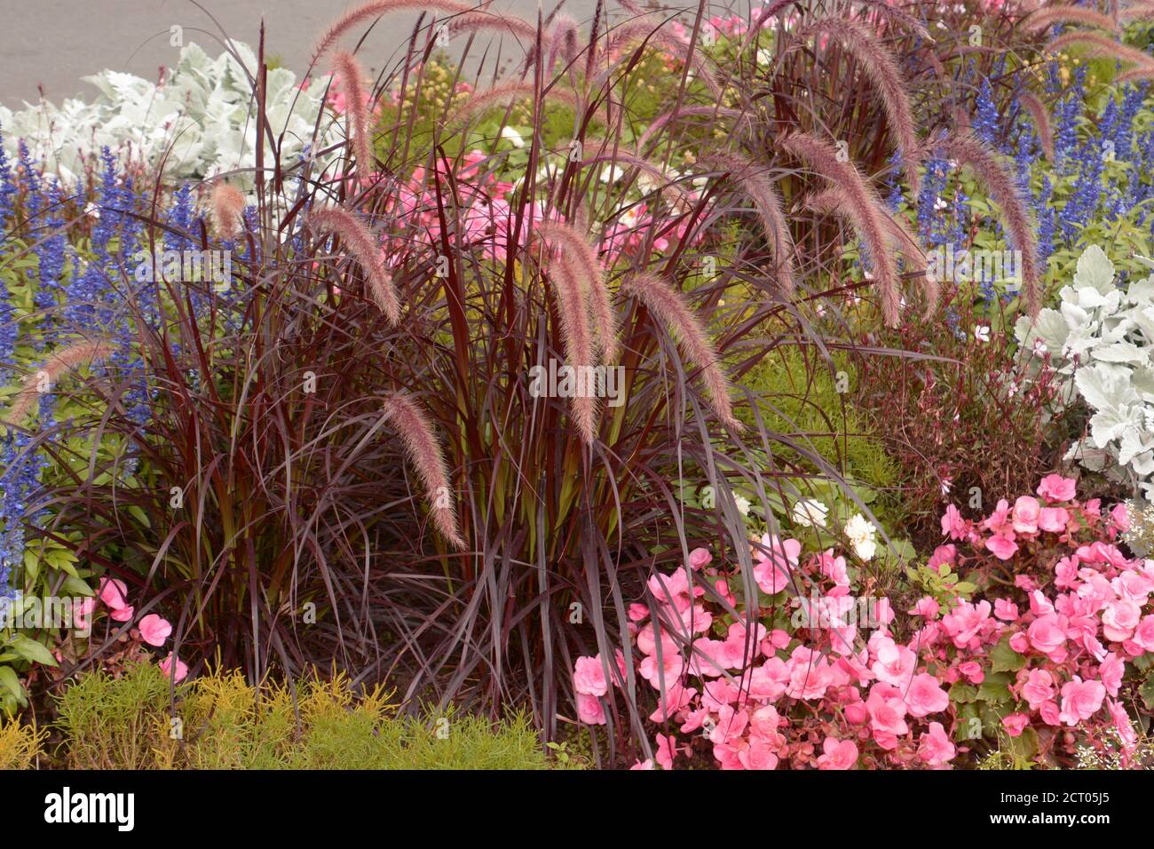 senchrus setaceus herbe de bouquet dans un jardin ornemental fleuri Banque D'Images