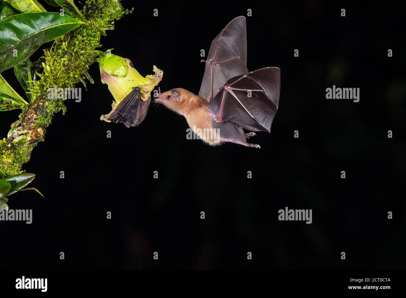 Chauves-souris volantes de nuit, Nectar Bat orange (Lonchophylla robusta), Laguna del lagarto, Alajuela, Costa Rica Banque D'Images