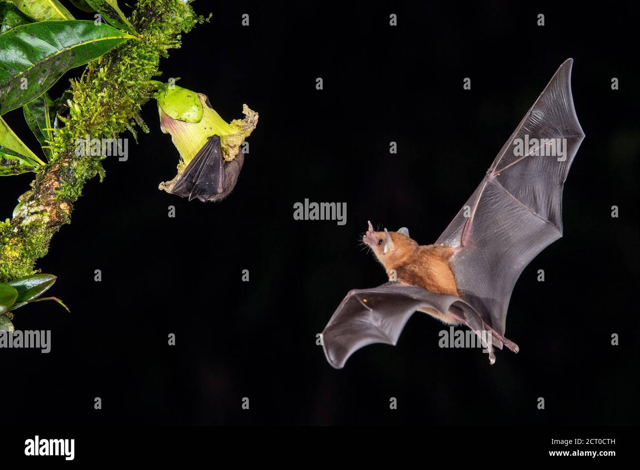 Chauves-souris volantes de nuit, Nectar Bat orange (Lonchophylla robusta), Laguna del lagarto, Alajuela, Costa Rica Banque D'Images