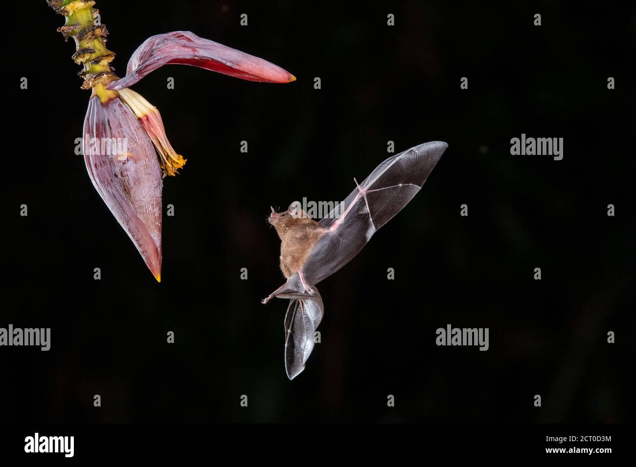 Vol nocturne de nectar nourrissant des chauves-souris- Bat long-tongué de Pallas (Glossophaga soricina), Laguna del lagarto, Alajuela, Costa Rica Banque D'Images