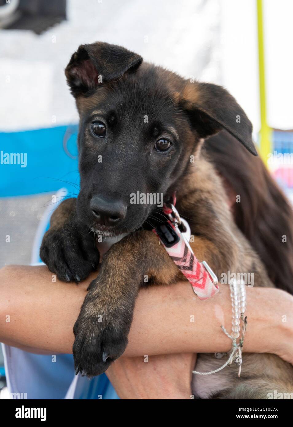 Oreilles malinois Banque de photographies et d'images à haute résolution -  Alamy